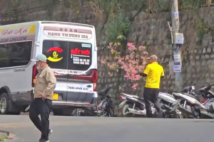 Bẻ trộm mai anh đào ở Đà Lạt để chưng Tết