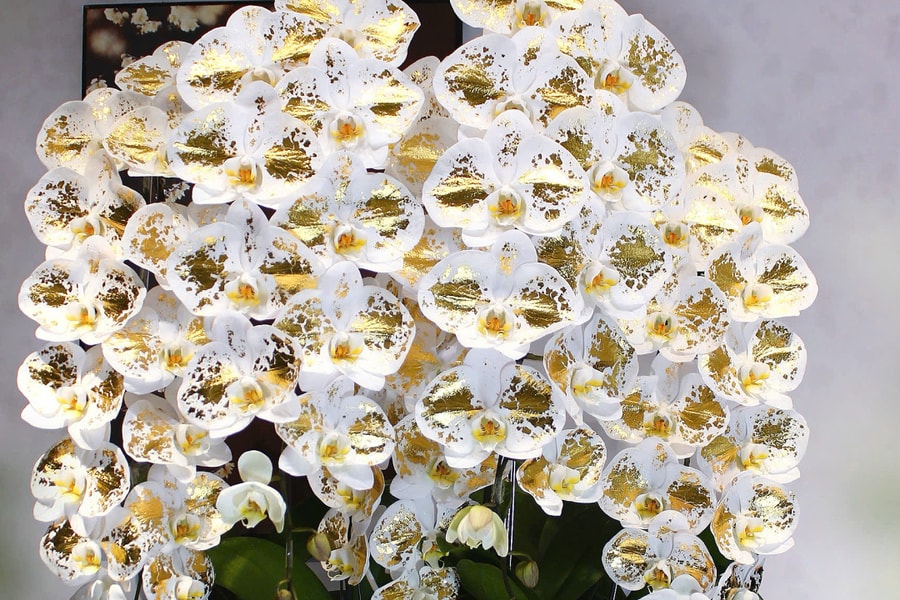 Lan công chúa dát vàng 24K giá vài triệu đồng một cành