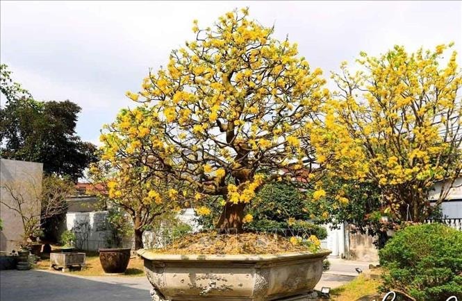 Hoàng mai Huế - từ thú chơi hoàng cung đến ngành kinh tế tạo xu hướng