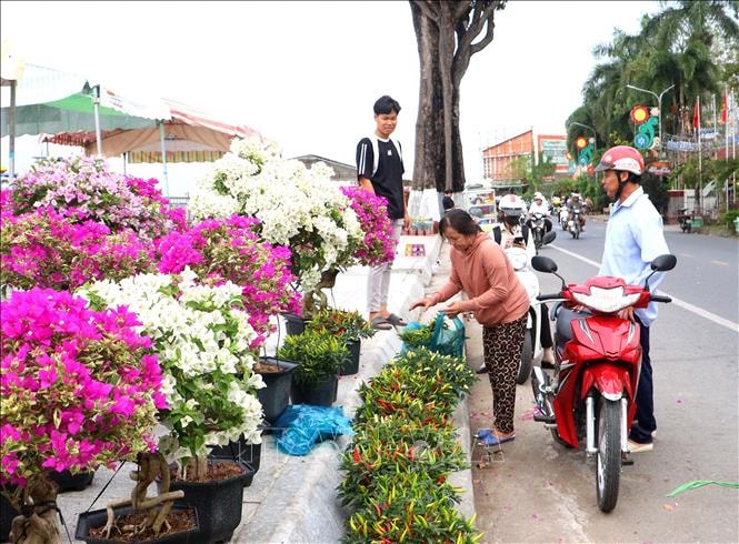 Không bắt buộc có giấy xác nhận khi vận chuyển hoa, kiểng bán Tết