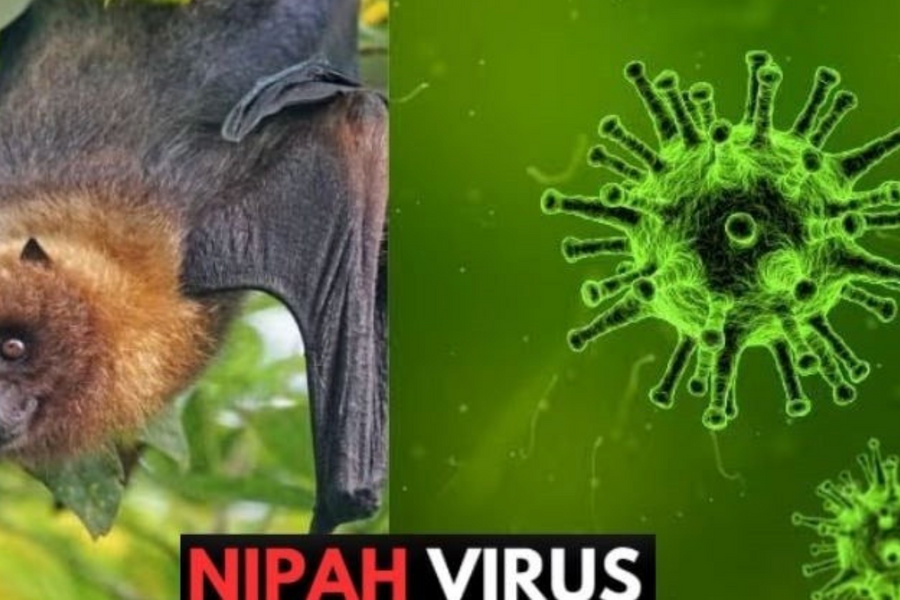 WHO xác nhận ca tử vong do virus Nipah ở Bangladesh