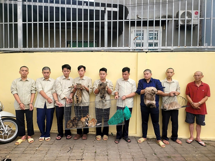 TP Hồ Chí Minh: Triệt phá nhóm đối tượng trộm cắp mèo số lượng lớn