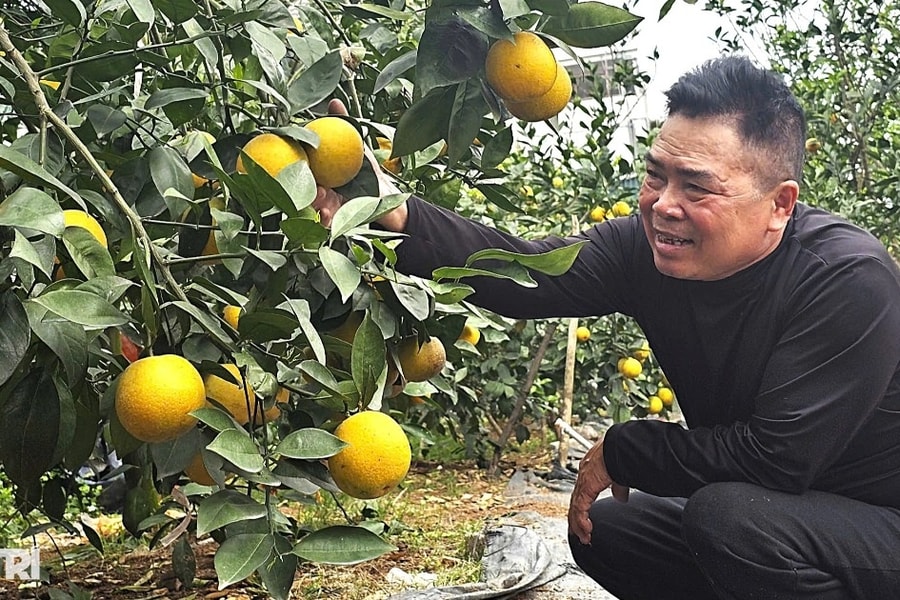 Cam giá cả trăm nghìn đồng mỗi quả, nông dân chăm chút như giữ vàng