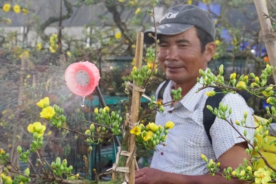 Sau bão lũ, giá mặt bằng tăng, bán 30 chậu mai dáng long chưa đủ tiền thuê