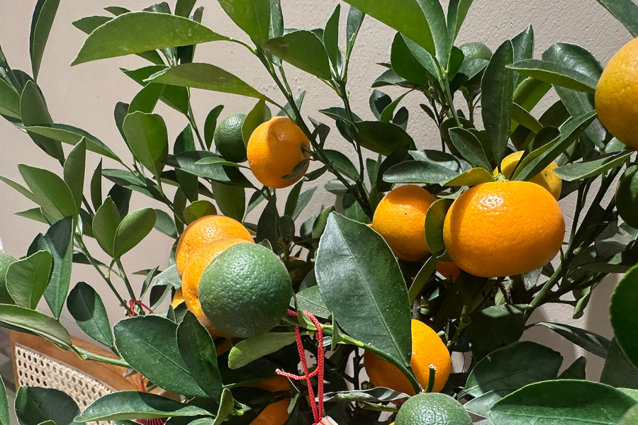 Ăn quất cảnh có bị nhiễm hóa chất?