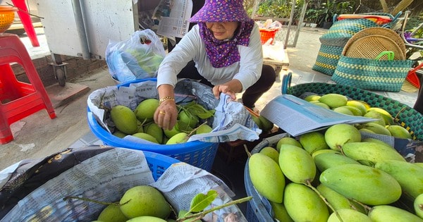 Xoài Tết quá mắc, người bán thấy giá cũng "sợ"