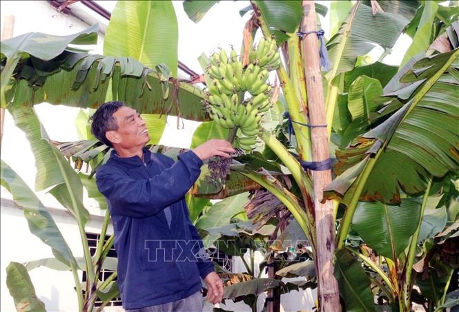 Đặc sản chuối tiến Vua dịp Tết khan hiếm