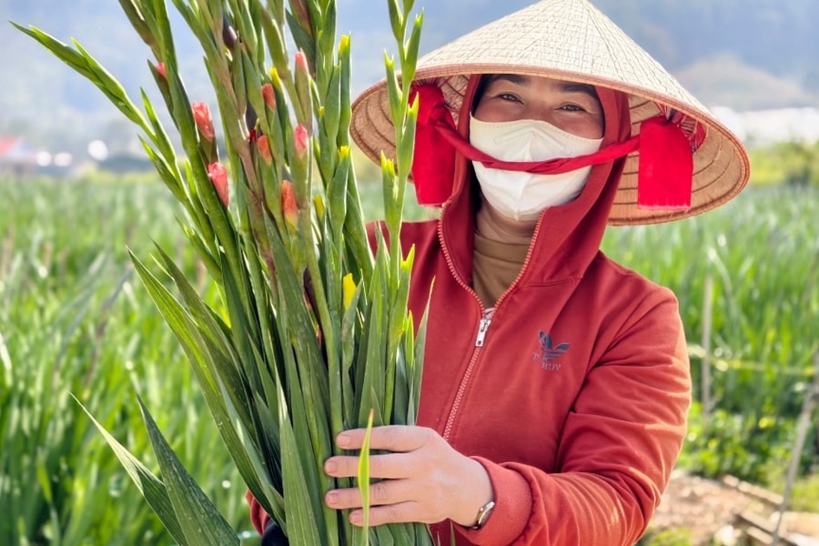 “Thủ phủ” hoa lay ơn Lâm Đồng rũ bùn sau lũ, nhận kết quả Tết bất ngờ