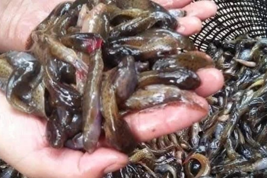 Vào khe suối bắt nòng nọc kiếm nửa triệu đồng mỗi ngày