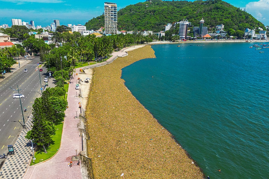 TP HCM tính lắp phao ngăn lục bình dạt vào bãi biển Vũng Tàu