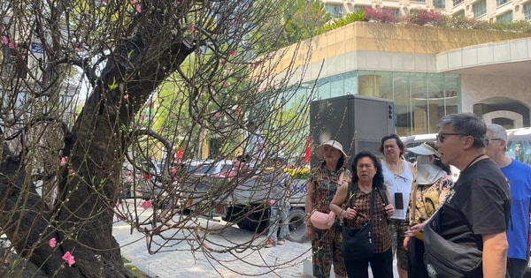 Đào cổ thụ giá trăm triệu hút khách ở chợ hoa TPHCM