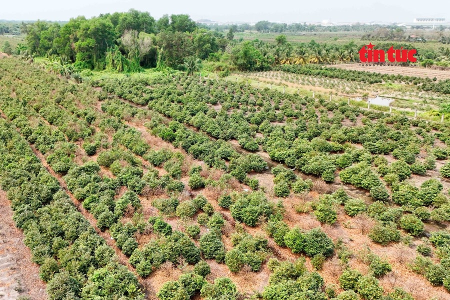 ‘Thủ phủ’ trồng mai ở TP Hồ Chí Minh gặp khó trong vụ Tết 2026