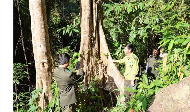 Năm 2026 sẽ hoàn thành cơ sở dữ liệu rừng phục vụ thực thi EUDR