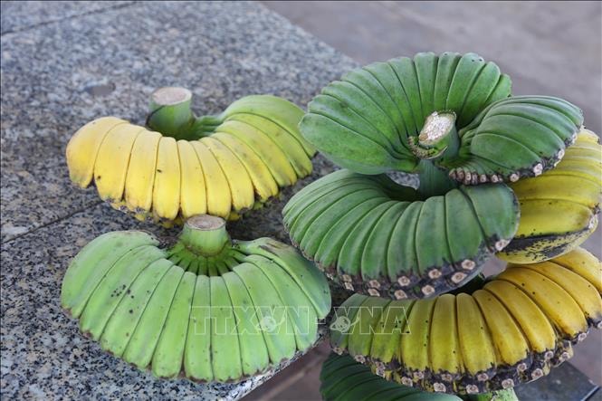 Chuối 'bàn tay Phật' hút hàng dịp Tết