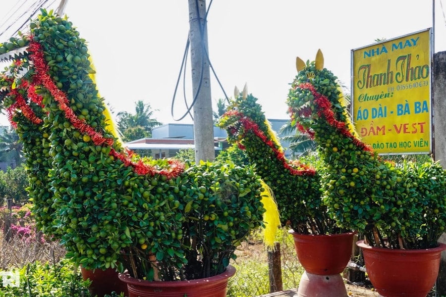 Nhà vườn miền Tây kể cách làm linh vật ngựa từ cây quất cảnh