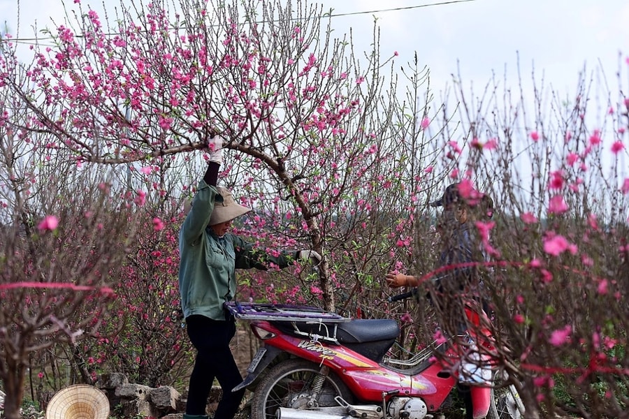 Mẹo hãm hoa đào Tết nở sớm