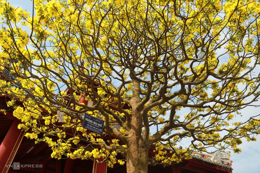 Hoàng mai cổ thụ 2 tỷ đồng khoe sắc bên sông Hương