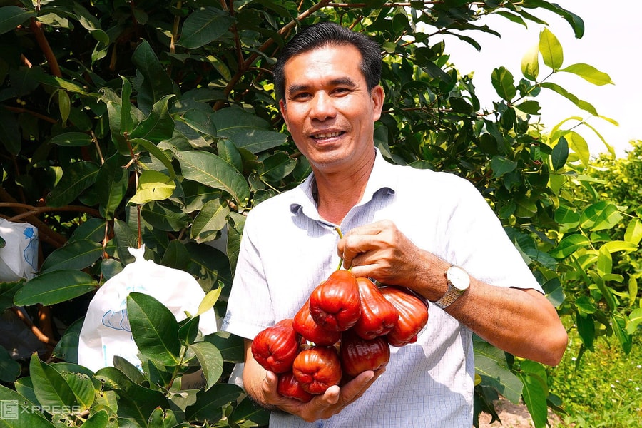 Người đàn ông lai tạo giống mận Sân Tiên giá 230.000 đồng mỗi kg