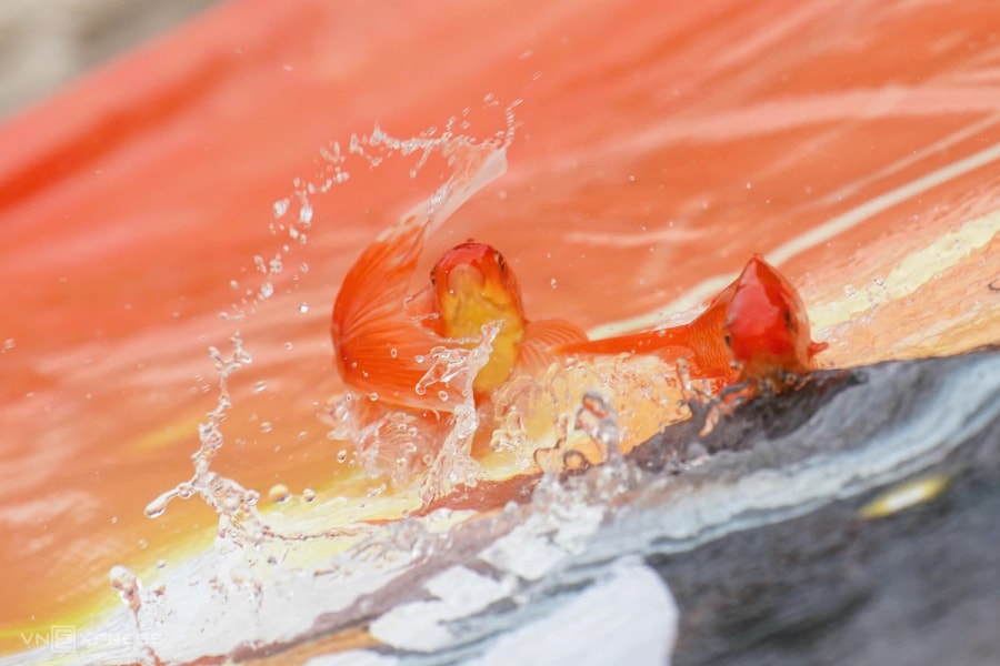 Phóng sinh cá chép 'về trời'