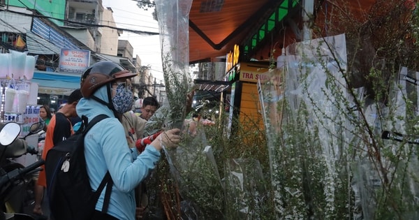 Thị trường hoa Tết tràn ngập tuyết mai, thanh liễu Trung Quốc, giá rẻ bất ngờ