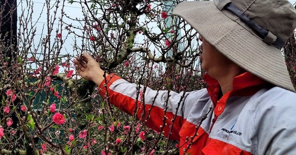 Hoa đào Tết nở sớm, người bán ngóng khách từng ngày