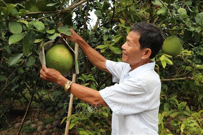 Thị trường nông sản Tết: Vui buồn đan xen