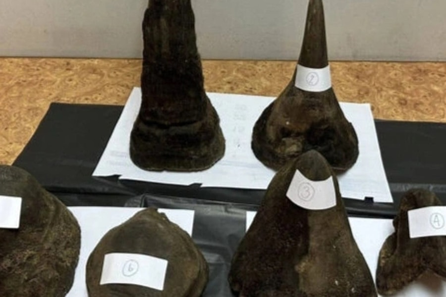 Hành lý khách Việt chứa gần 12kg sừng tê giác bị bắt tại sân bay ở Thái Lan