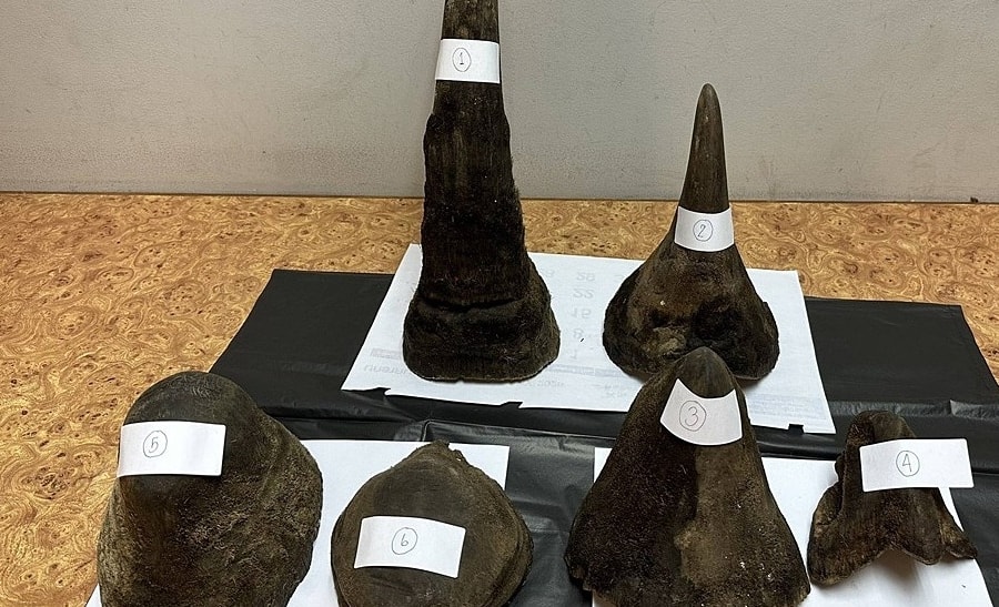 Khách Việt bị bắt ở sân bay Thái vì mang 12 kg sừng tê giác