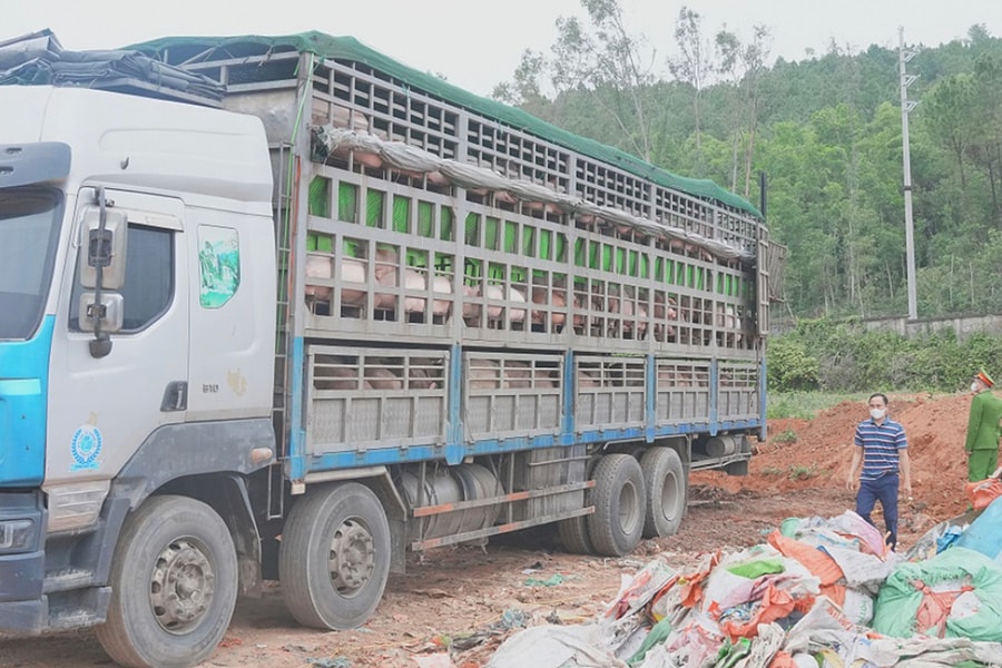 Xe tải chở hơn 15 tấn lợn mắc dịch tả lợn châu Phi