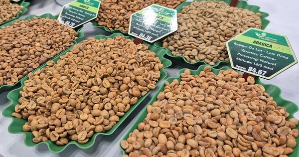 Giá cà phê hôm nay 11-2: Giảm mạnh trước dự báo Brazil được mùa lớn