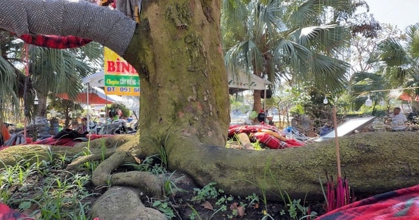 Chủ cây mai vàng “Nghinh Xuân Bính Ngọ” tiết lộ lý do rao bán 3,7 tỉ đồng