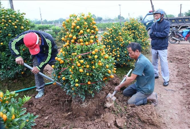 Thị trường hoa, cây cảnh Tết: Nơi trầm lắng, nơi cháy hàng