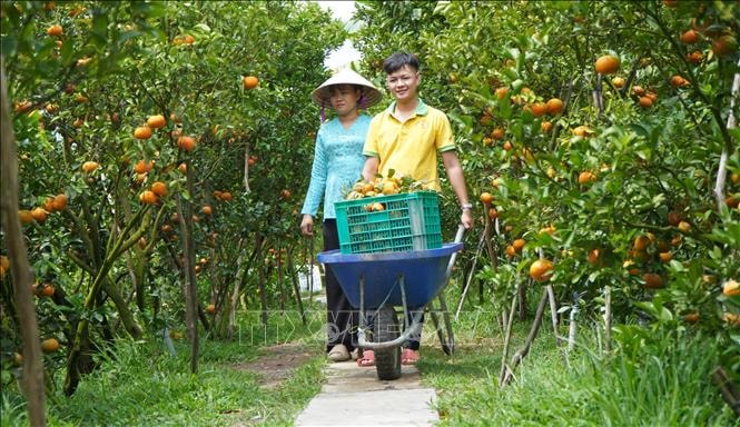 Quýt hồng Lai Vung vào mùa Tết, nhà vườn kỳ vọng giá cao