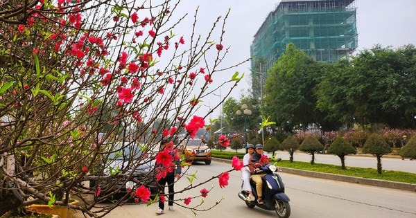 Đào nở thắm phố phường, tiểu thương đành phải chặt bỏ cây không kịp vào Tết