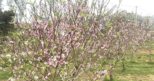 VIDEO: Đào nở bung trước Tết Nguyên đán, nhiều chủ vườn “trắng tay”