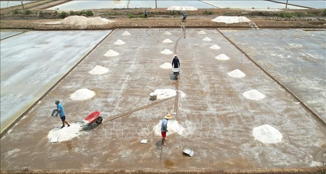 Thời tiết bất lợi, diêm dân lo vụ muối nguy cơ mất mùa