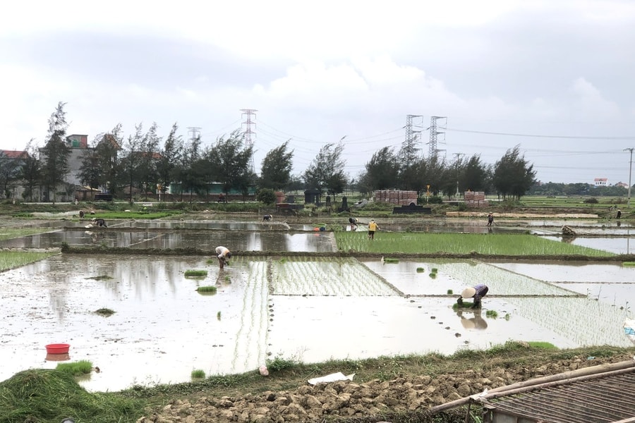 Tranh thủ những ngày hết mưa rét, nông dân Hưng Yên tập trung gieo cấy lúa Xuân