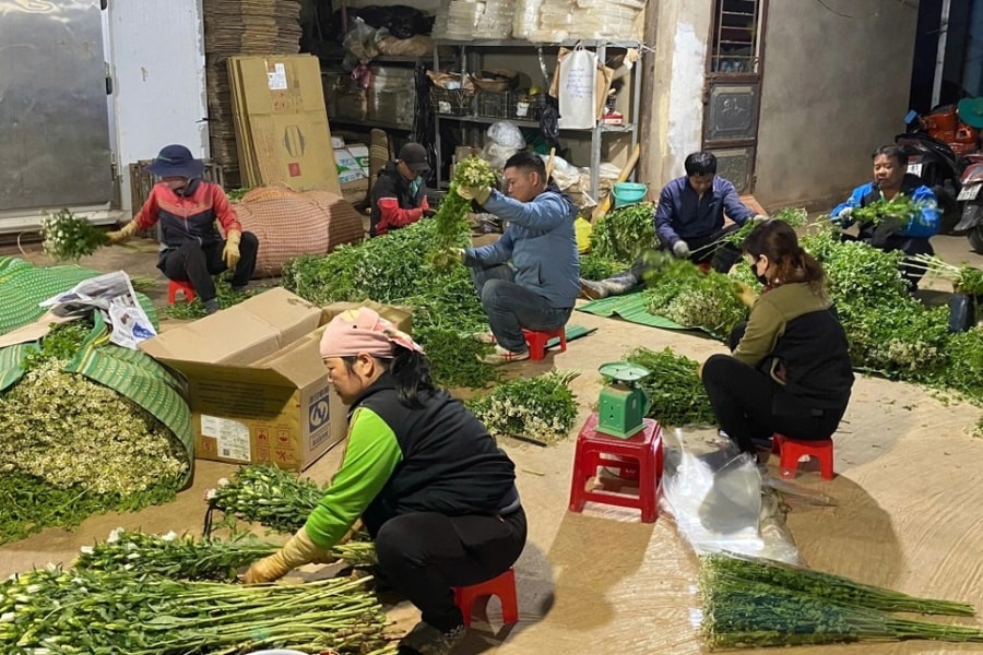 Hoa “cháy” hàng, chủ trang trại Lâm Đồng làm việc xuyên Tết