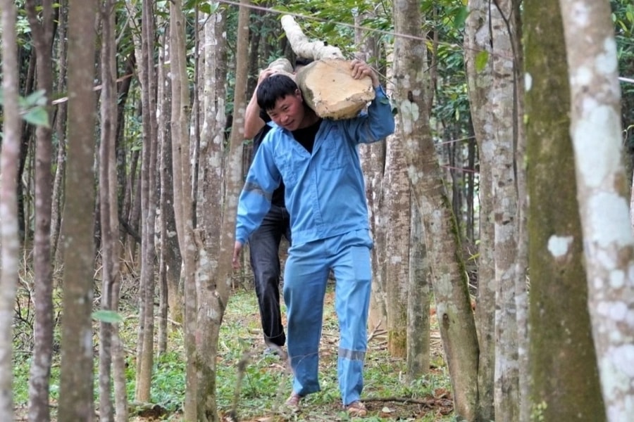 Giáp Tết, về xã miền núi thu trăm tỷ mỗi năm nhờ tìm "vàng" trong thân cây