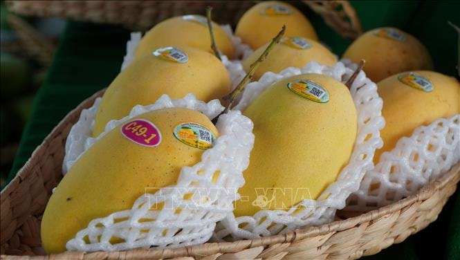 Giáp Tết, giá nhiều loại nông sản chủ lực tại Đồng Tháp tăng cao