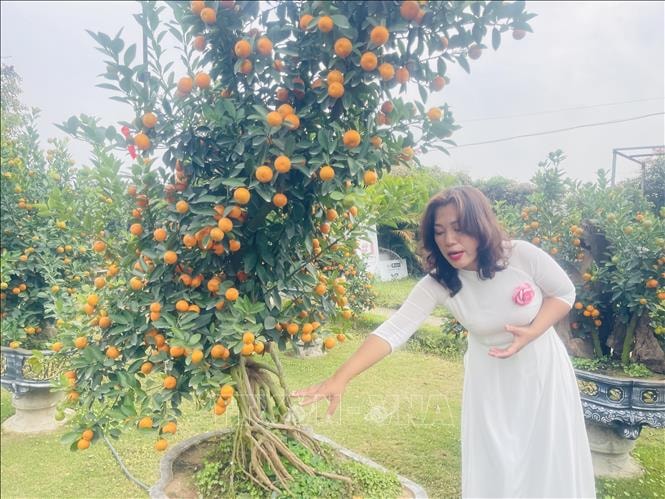 Thú chơi quất ngày Tết và câu chuyện giữ nghề trồng quất ở Hà Nội