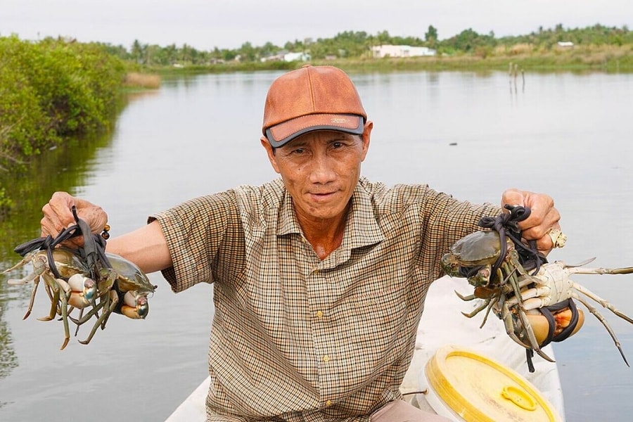 Giá thu mua cua gạch Cà Mau lên 1,1 triệu đồng mỗi kg