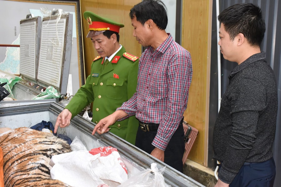 Hai người bị bắt vì mua hai con hổ 400 kg nấu cao bán dịp Tết