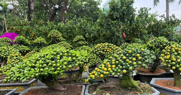 Nhiều hoa kiểng "độc lạ" tại các chợ hoa ở TPHCM