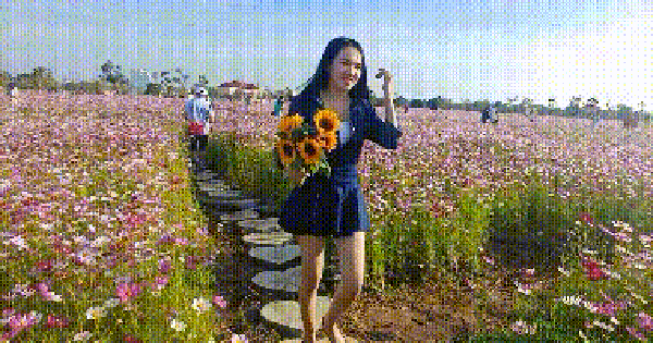 VIDEO: Cánh đồng hoa sao nhái tuyệt đẹp dịp Tết ở Cà Mau