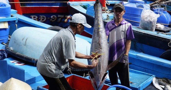 Trúng đậm cá ngừ đại dương, ngư dân Gia Lai vui Tết lớn