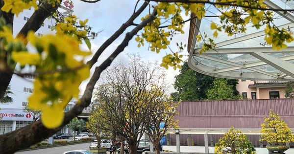 Rực rỡ phố mai vàng ở giao lộ sầm uất nhất nhì xứ Huế