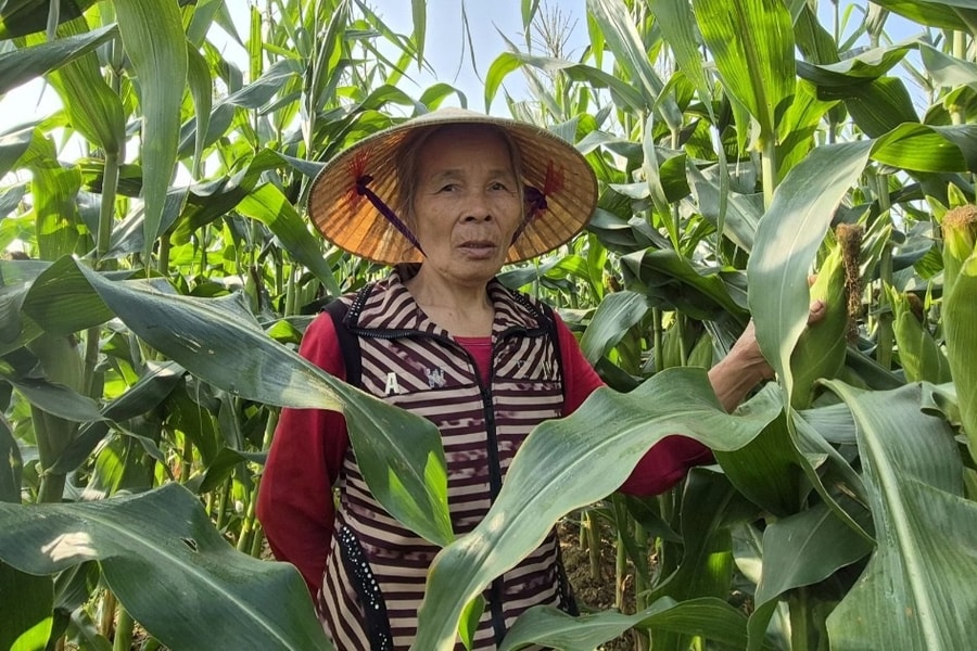 Ngô vừa được bẻ lên bờ ruộng, nông dân "có tiền tươi thóc thật" để sắm Tết