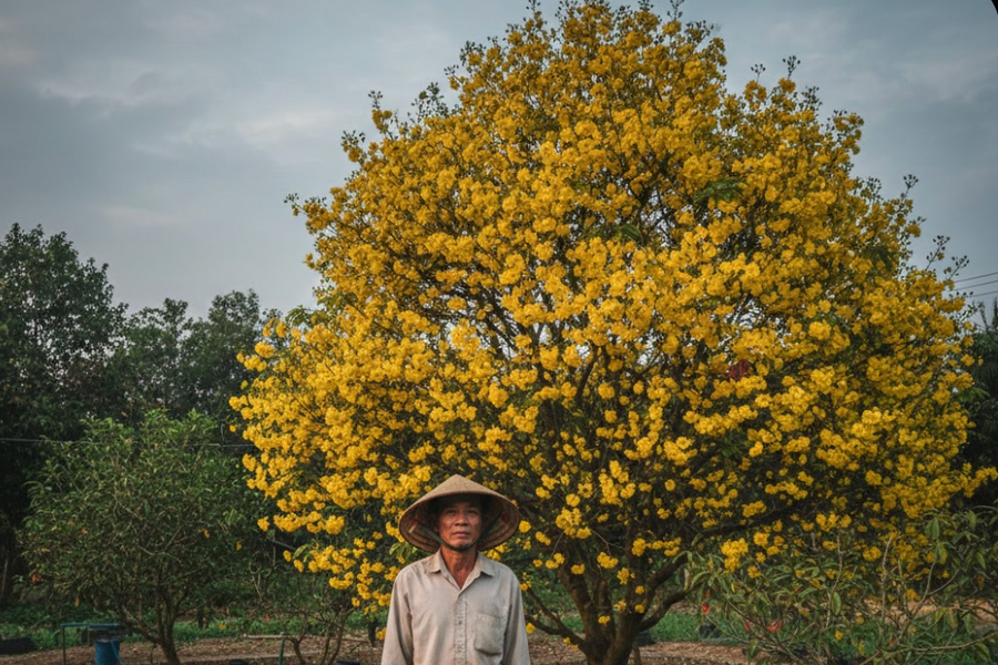 Nỗi buồn cây mai 120 triệu mới rằm tháng Chạp đã nở vàng rực