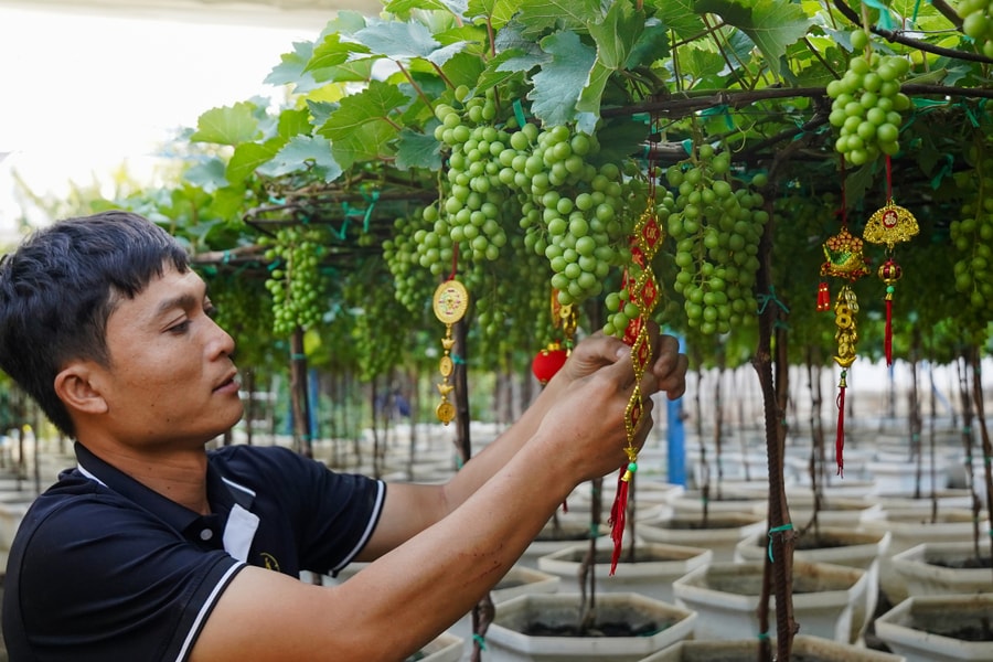 'Thủ phủ nho cảnh' Ninh Thuận hối hả phục vụ Tết